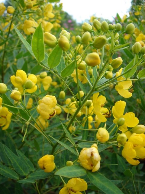 Senna corymbosa